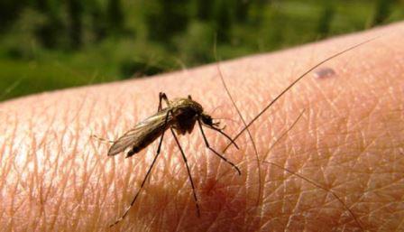 denguemosquito
